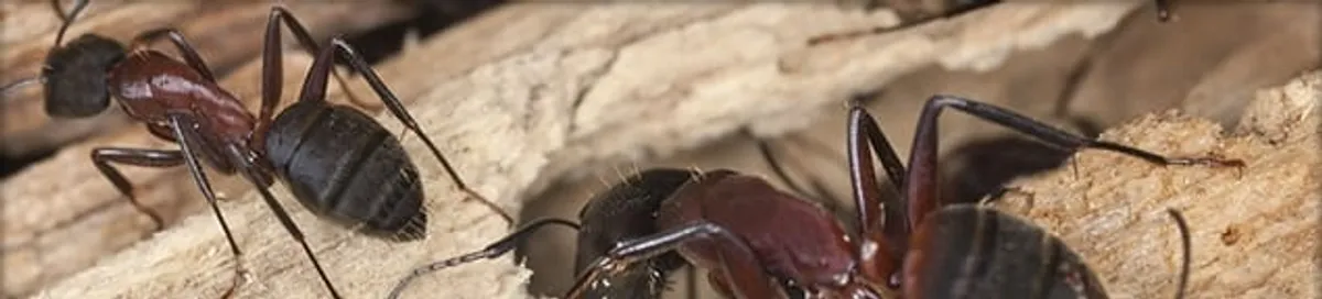 Close-up of ants on wood showing an active ant infestation in Madison, WI