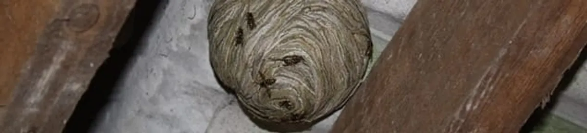 Wasp nest in an attic space, a common home infestation risk in Madison, WI
