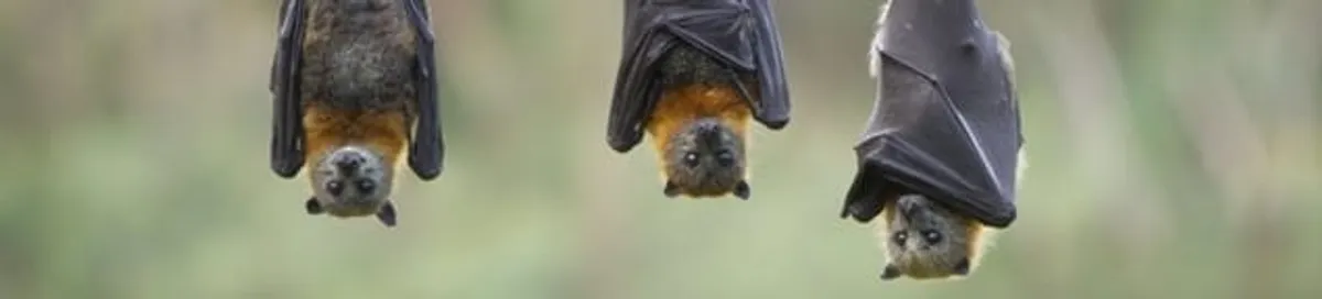 Bats roosting together, a common sign of a bat infestation in Madison, WI