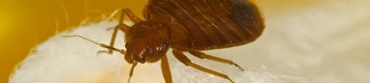 Close-up of a bed bug, a sign of an active infestation in Madison, WI