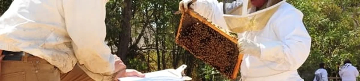 Bee removal specialists relocating a hive and honeycomb safely in Madison, WI