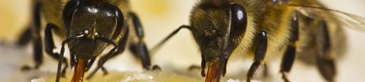 Close-up of honey bees, a sign of a nearby hive in Madison, WI