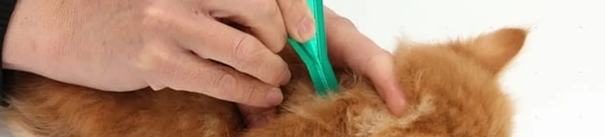 Flea treatment for pets using a flea comb, a sign of flea problems in Madison, WI