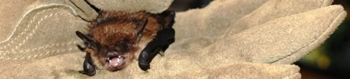 Bat removal specialist holding a bat safely during humane exclusion in Madison, WI