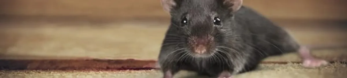 Mouse indoors, a common sign of a rodent infestation in Madison, WI