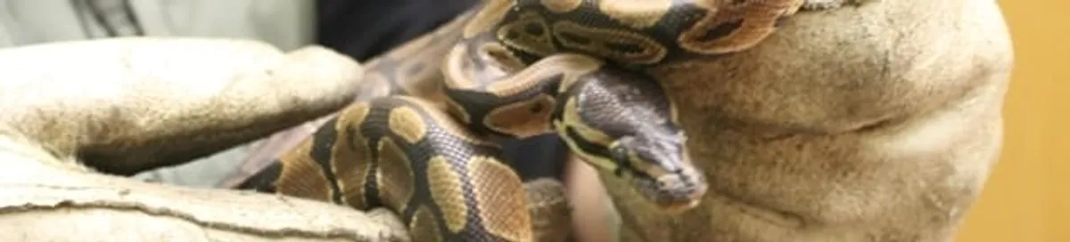 Snake removal specialist safely handling a snake with protective gloves in Madison, WI