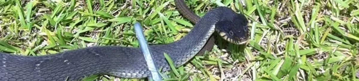 Snake in a yard, a common sign of a snake problem near a home in Madison, WI