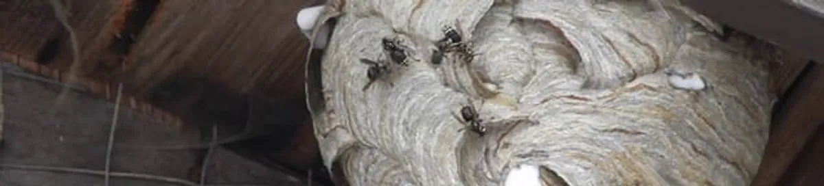 Close-up of a wasp nest with active wasps, a sign of an infestation in Madison, WI